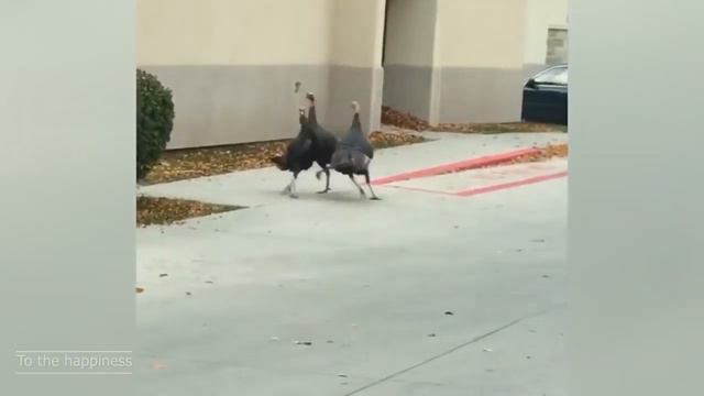 Самые смешные животные   Лучшее из смешных видео о животных 2021 года