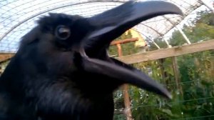 Вася ворон смеется