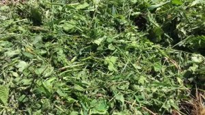 Картофель и грядки на картоне. Новый эксперимент! Май 2022г.