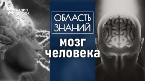 Почему мозг современного человека уменьшается? Лекция биоинформатика Марии Осетровой