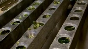 Добыча золота.  Как добывают золото в США?