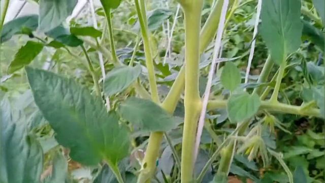 Заржавевшое сердце Эверетта смотреть онлайн