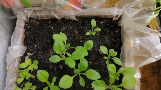 Рассада голубой астры в домашних условиях смотреть онлайн
