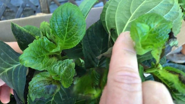 Opening NEW Star Roses & Plants for 2019! смотреть онлайн