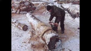 Рабочий момент бензопила Урал и самодельный трактор