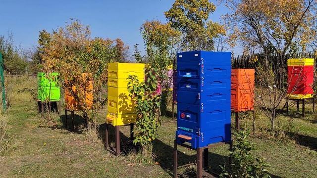 ОБЗОР ЛЫСОНЬ