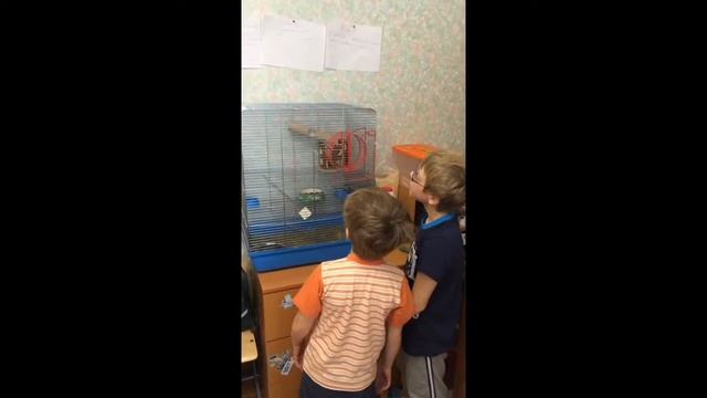 О Дегу (чилийской белке) из Москвы. смотреть онлайн