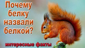 Почему белку назвали белкой? Интересные факты.