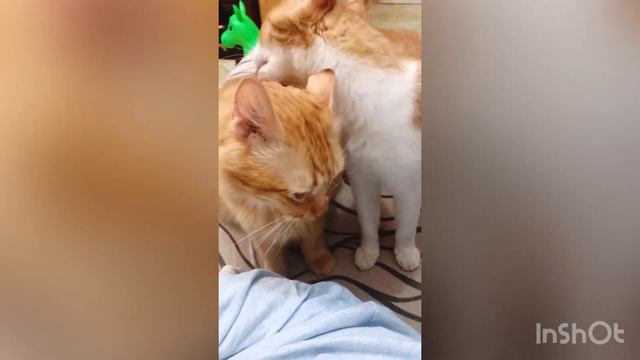 Кошка моет кота. Милое видео. смотреть онлайн