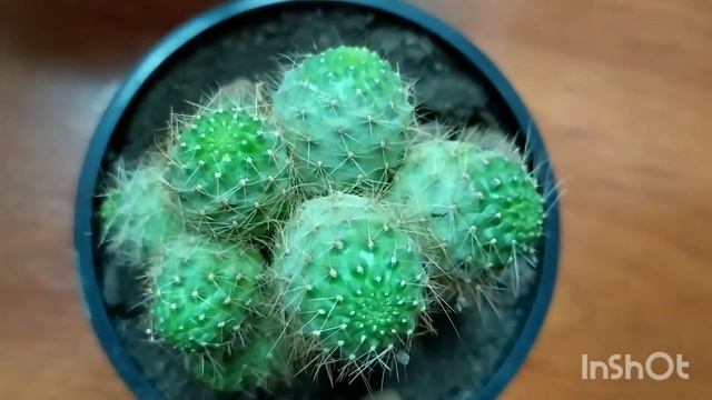 Ребуция (Rebutia) — неприхотливый маленький кактус