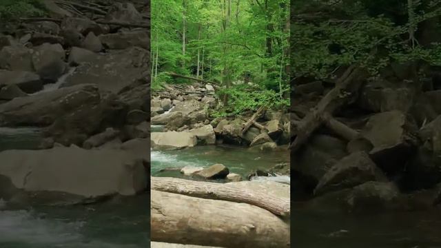 Natural sounds of beautiful forest jungle birds смотреть онлайн