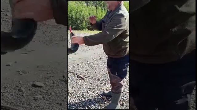 Ловля кижуча на воблер 80 мм (13 гр) от Mr. Musurok