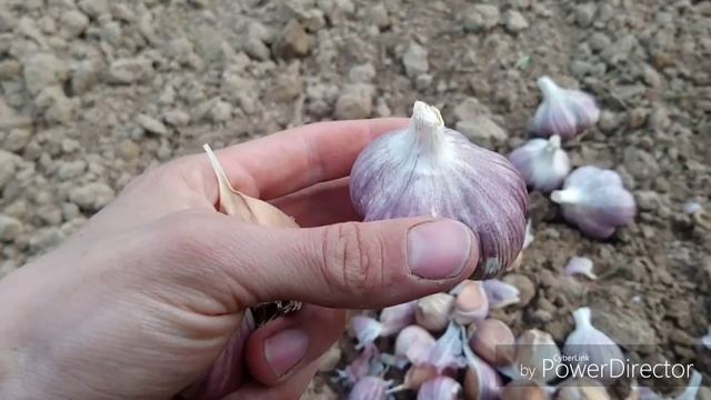 Сажаю озимый чеснок "Грибовский Юбилейный" в середине мая. смотреть онлайн