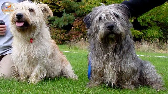 Irish Glen of Imaal Terrier (Glen of Imaal Terrier) смотреть онлайн