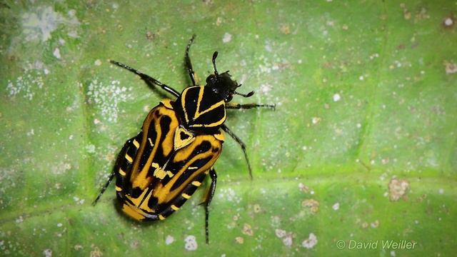 Is This A Wasp Or A Beetle? смотреть онлайн