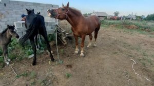 покрытие  Кабыл. Тяжеловоз #тяж#Кабыла#жеребята.