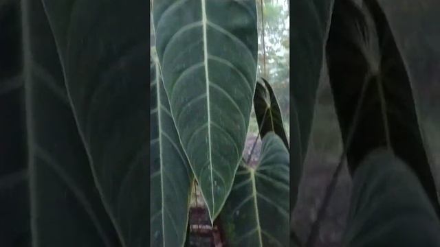 Philodendron Melanochrysum 😲 смотреть онлайн