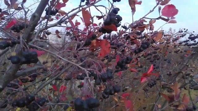 Черноплодная рябина в моем саду. Полезная ягода, сбор урожая. смотреть онлайн