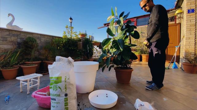 ⁴ᴷficus|transplant|home✔️фикус|пересадка|Дом✔️მწვანე|ბათუმი|plant смотреть онлайн