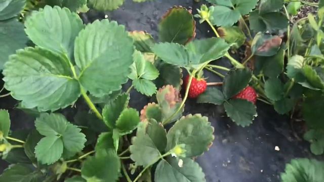 96/20 Как заготовить рассаду на весну? Что необходимо сделать? смотреть онлайн