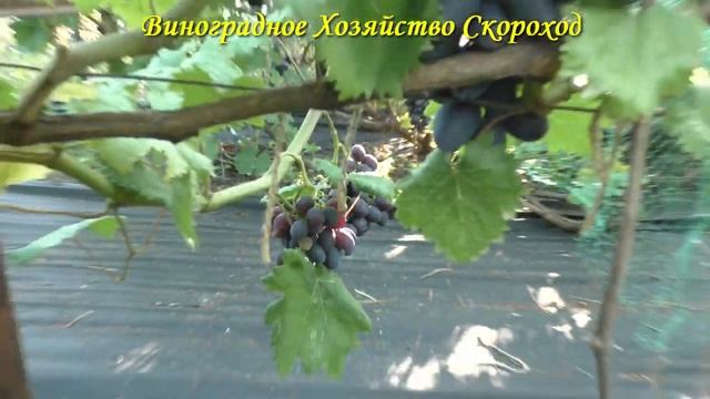 Урожай 2022. Кишмиш Брависсимо. смотреть онлайн