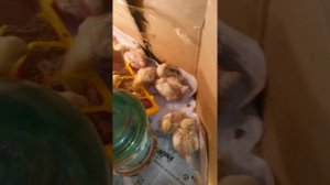 Бройлеры. Разница между кобб 500 и росс 308