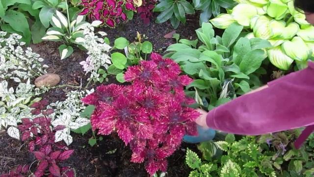 Как сохранить сортовые Колеусы до следующей весны на примере 11 сортов смотреть онлайн