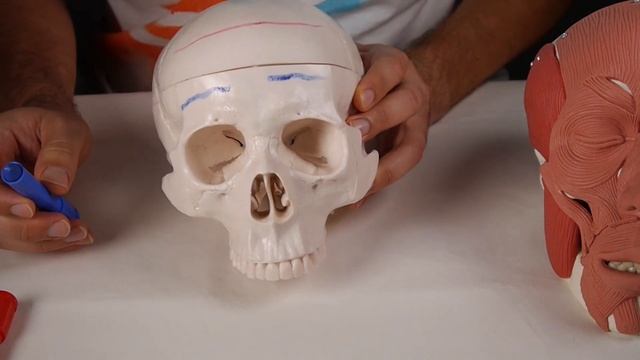 MÚSCULO FRONTAL смотреть онлайн