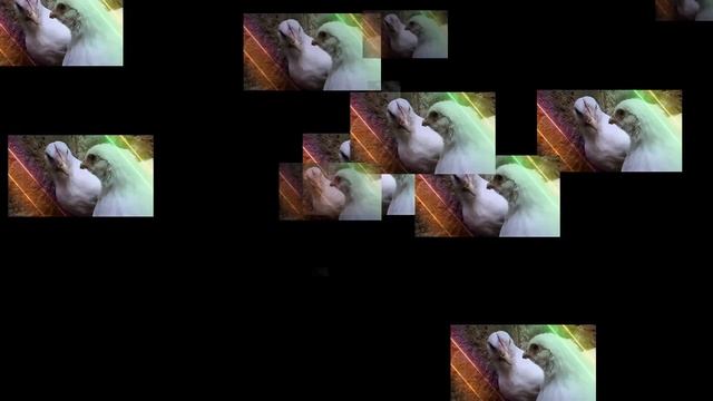 Geco Chicken Dance 21 ! funny chicken Song & Videos ! смотреть онлайн