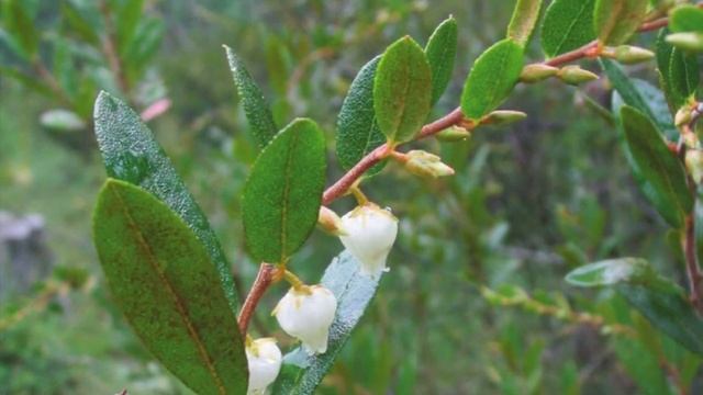 Chamaedaphne calyculata (Ericaceae) leatherleaf смотреть онлайн