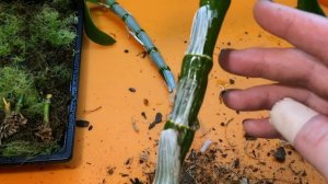 Орхидея Дендробиум Нобиле размножение в домашних условиях. Дендробиум Нобиле после цветения.