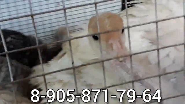 Куры Русская хохлатая цветная. смотреть онлайн