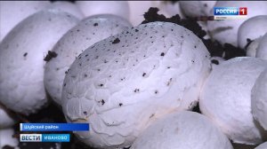 Фермер родом из Вьетнама организовал в Шуе производство по выращиванию шампиньонов