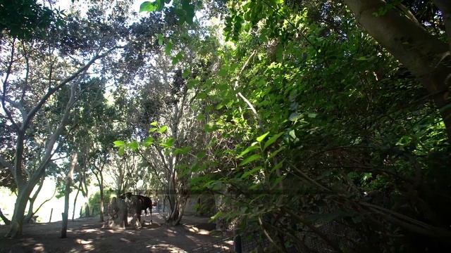 Fun Facts for World Okapi Day смотреть онлайн