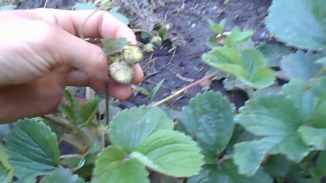 Выращивание клубники и разведение.Strawberry farming and breeding. смотреть онлайн