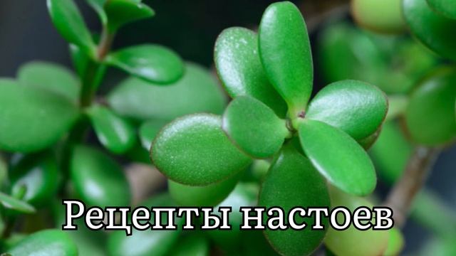 Вот что ДЕНЕЖНОЕ ДЕРЕВО дома сделало с моим телом! Что творит толстянка смотреть онлайн