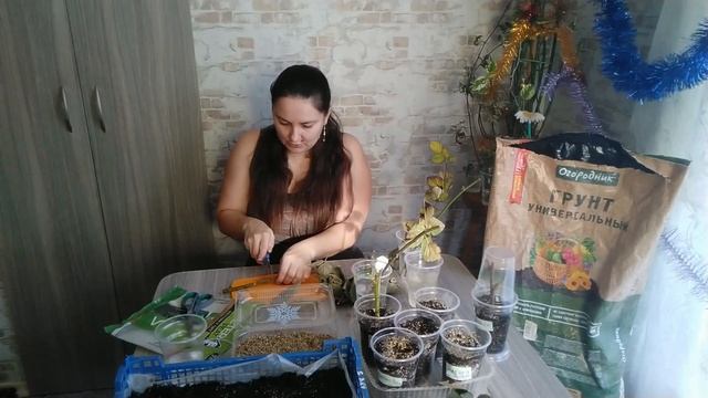 Ежевика укоренение черенков лозы в январе. смотреть онлайн