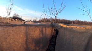 весенняя охота с чучелами на селезня