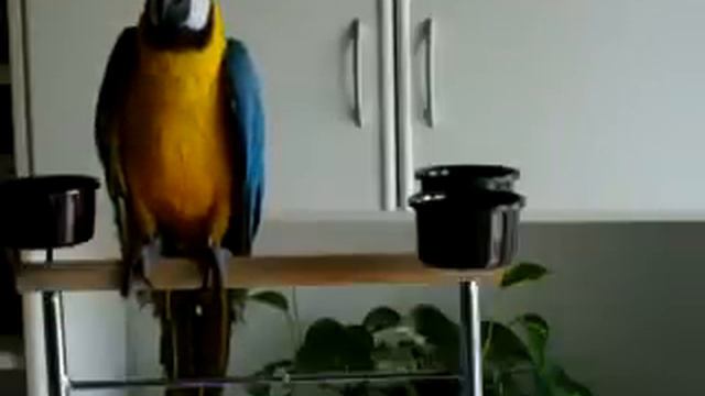 Cleo ara ararauna a 5 mesi смотреть онлайн