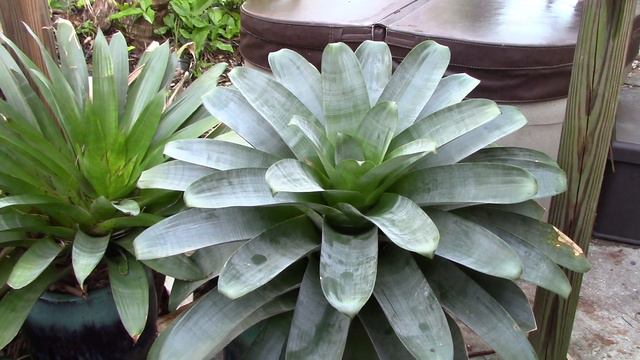 Bromeliad Anatomy... What is Tomentum? смотреть онлайн