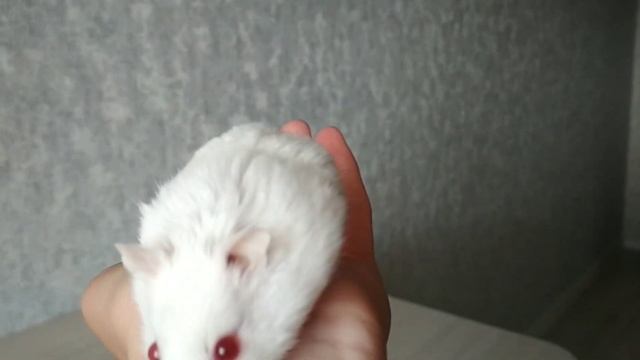 Какой НАПОЛНИТЕЛЬ выбрать/СЕНО и ВАТА/ГРАНУЛЫ и ОПИЛКИ/Days of Pets смотреть онлайн