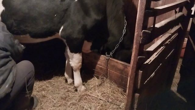 утренняя дойка крс. смотреть онлайн