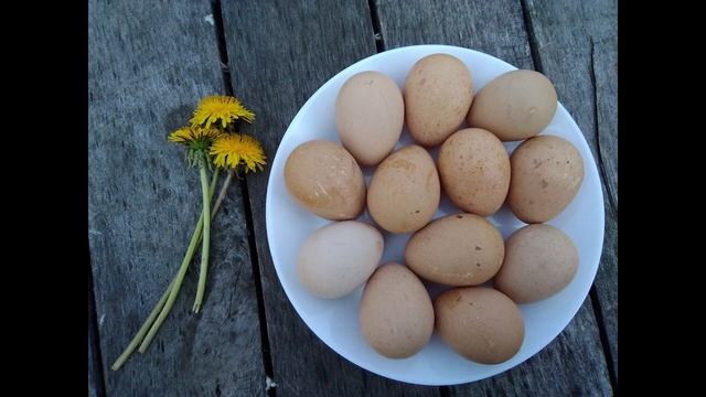 Будни птичьего двора. Куры и цесарки закапываются в землю, избавляясь от жары и паразитов смотреть онлайн