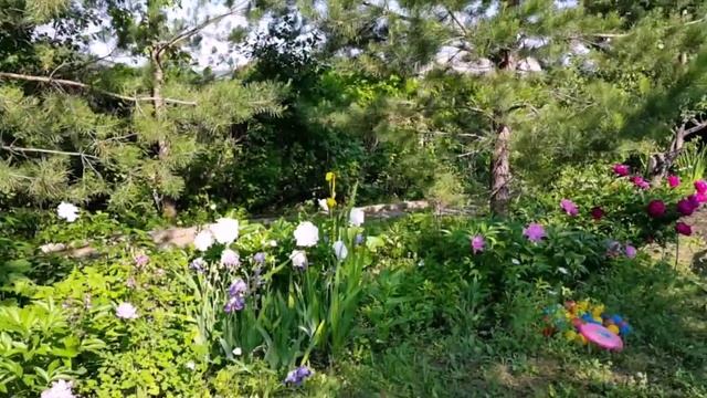 Лето, природа, дача.. смотреть онлайн