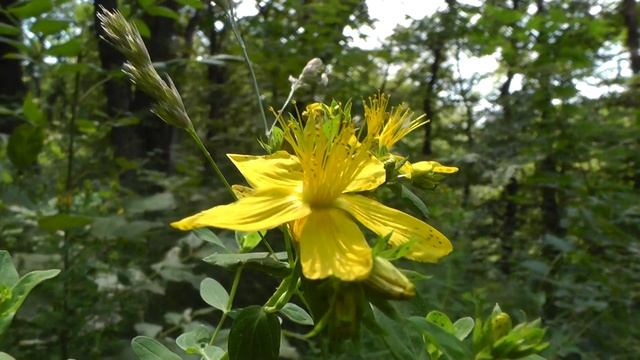 Урочище "Таманская лесная дача" (30 июня 2022) смотреть онлайн