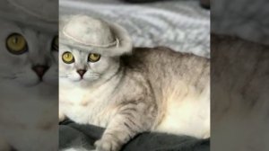 Новая звезда тикток — кошка Соня