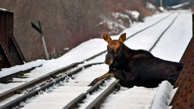 Животные, Которые Застряли В Текстурах смотреть онлайн