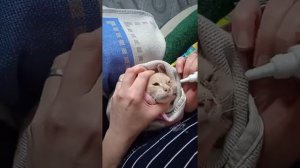 как закапать в носик котенку, который не любит лечиться