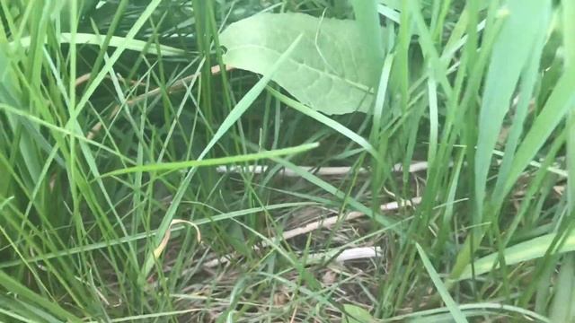 Super geeky Chop and drop no till observations 1 смотреть онлайн