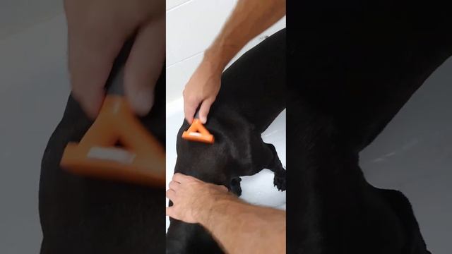 Кане-корсо Ен-Дэйк волосатая собака.#рекомендации #canecorso #собака #канекорсо #dog #красавец смотреть онлайн